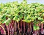 Radish