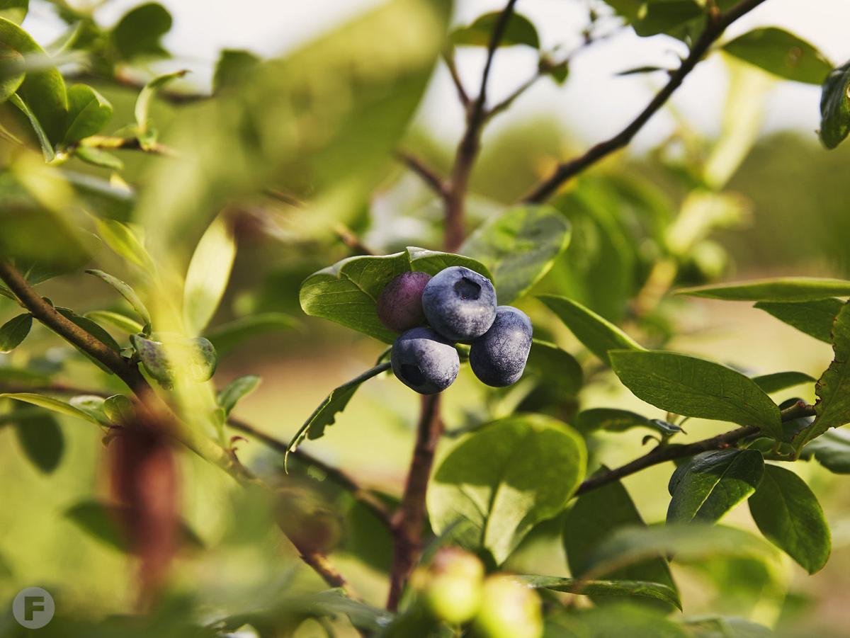 Persimmon Hill Farm Opens For the 2019 Season in Lampe Southern