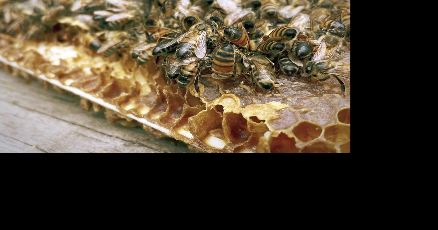 With hives, education and a half a million honeybees, Bee KC is working