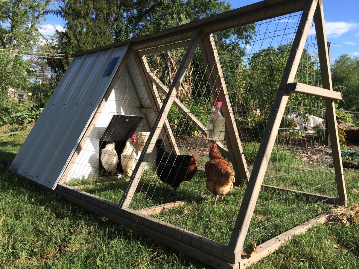 The Easy Chicken Chickens Coops And Expert Advice For Rent Or