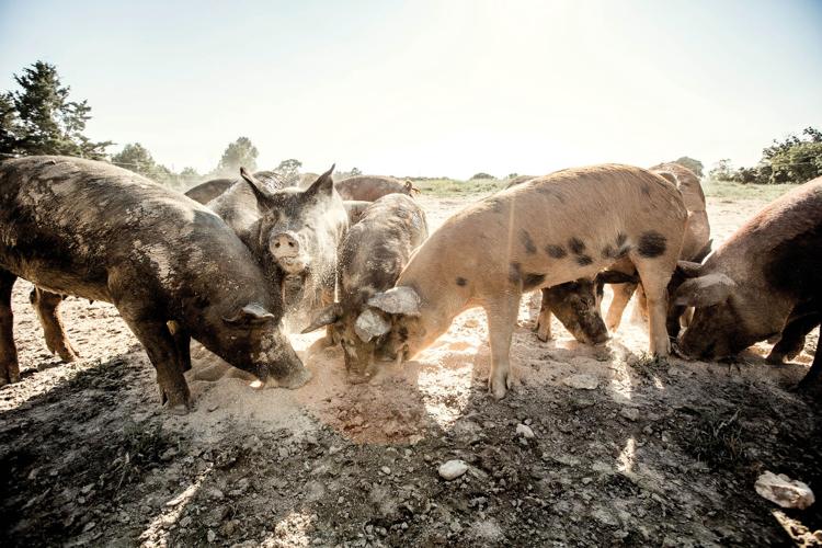 In Seymour, Circle B Ranch Is Going to the Pigs
