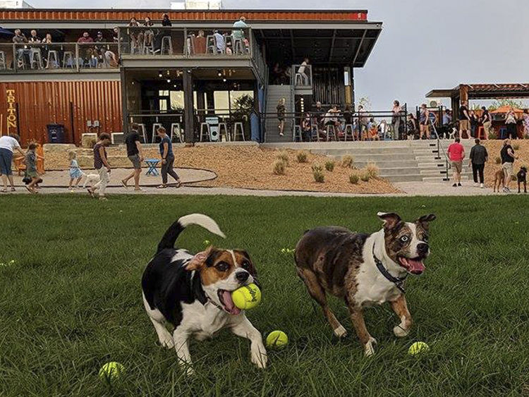 Bar K Dog Bar