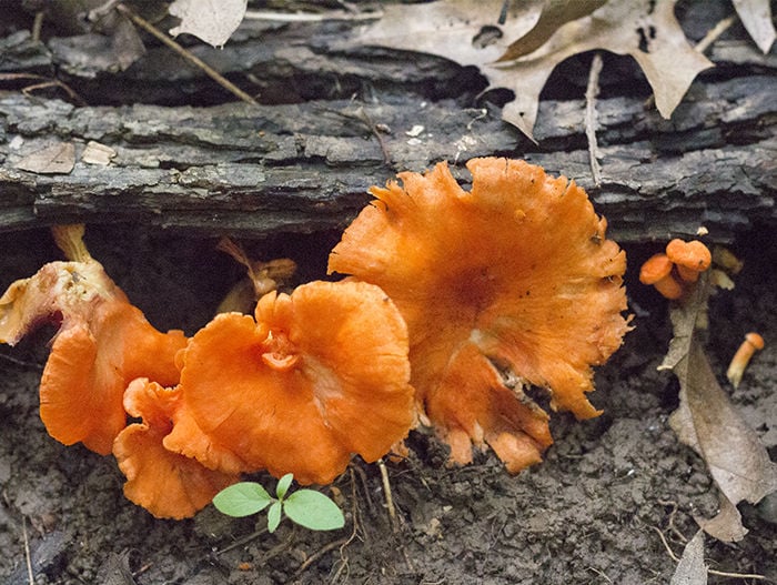 Foraging Missouri Chanterelles is Nature s Scavenger Hunt 