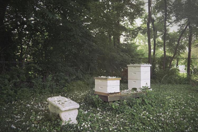 These Kansas City beekeepers are bringing hives of pollinators to