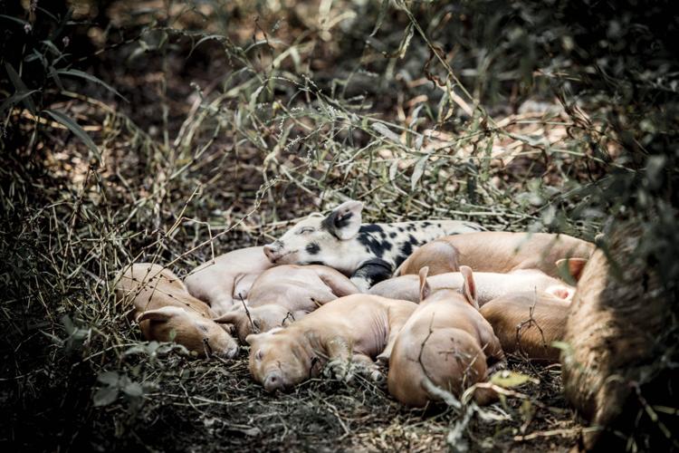 In Seymour, Circle B Ranch Is Going to the Pigs