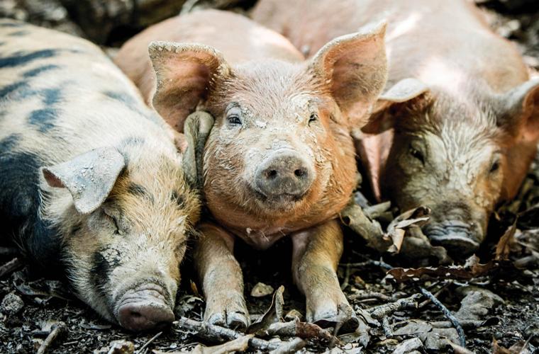 In Seymour, Circle B Ranch Is Going to the Pigs