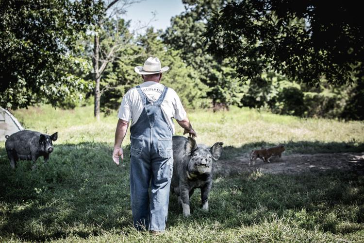 In Seymour, Circle B Ranch Is Going to the Pigs