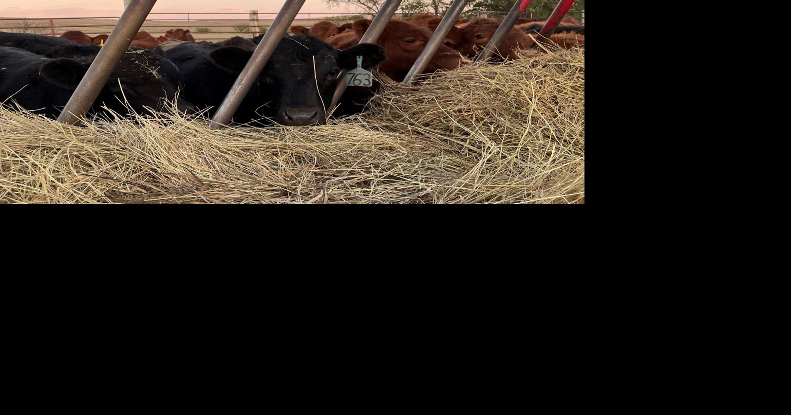 NDSU Extension Offers Weaning Considerations for Healthy Calves Cow/Calf Corner