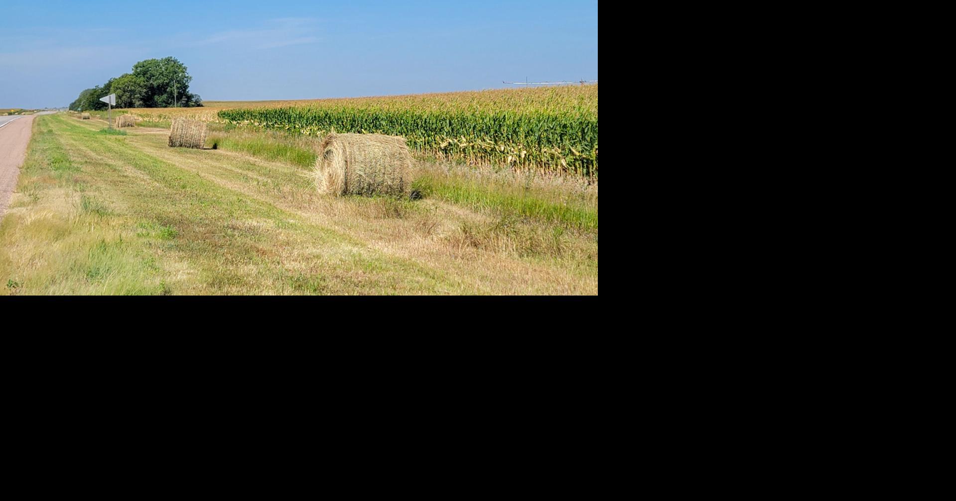 What to Know About Feeding Foad Ditch Hay to Cows | Management ...