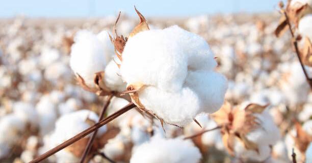 Cotton Prices Fally as Texas Growing Conditions Turn Mixed