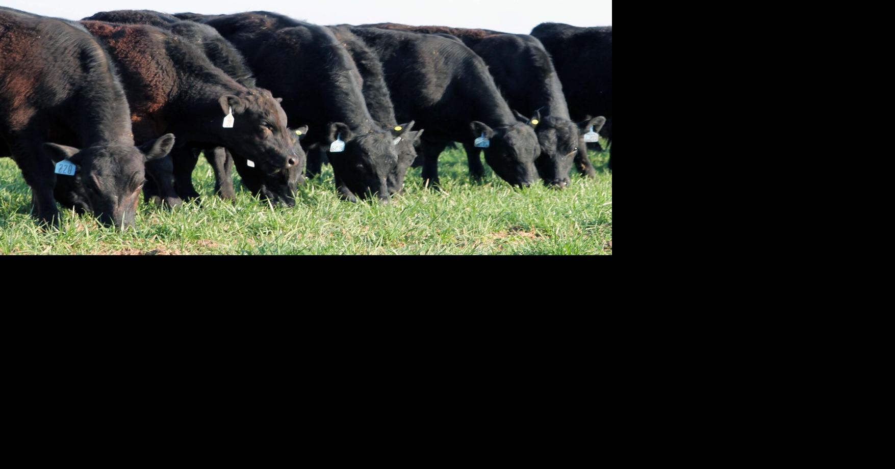 Beef Stocker Field Day Scheduled For Next Month Stocker Special