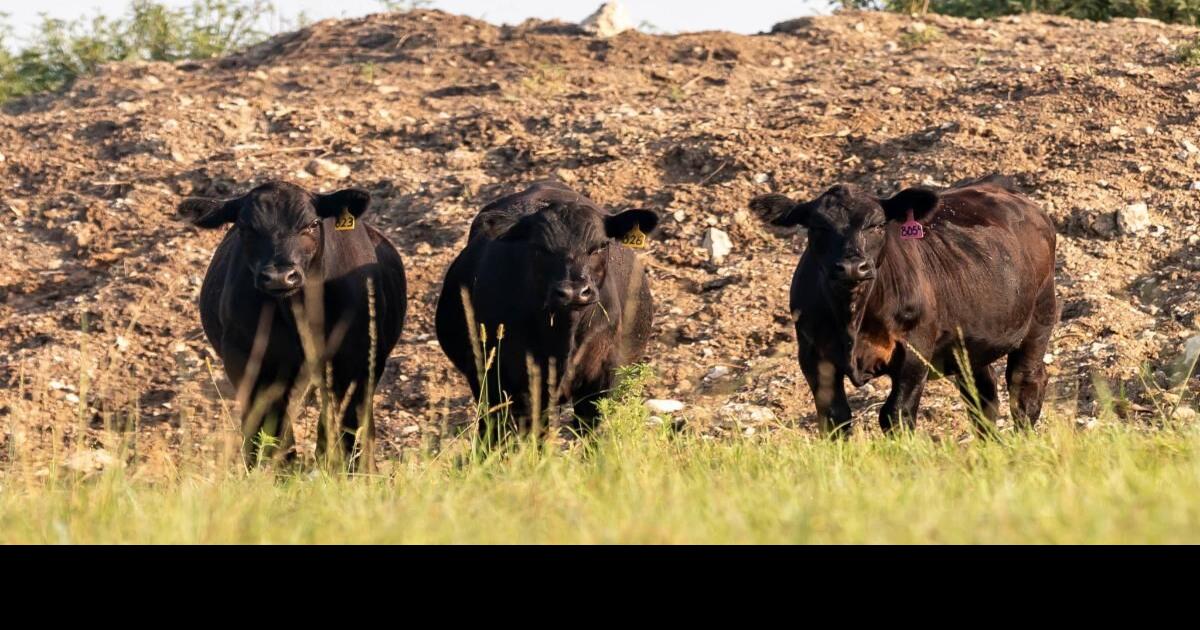 Report Reveals State of The Kansas Consumer Beef News