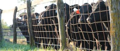 CC Cattle by Fence