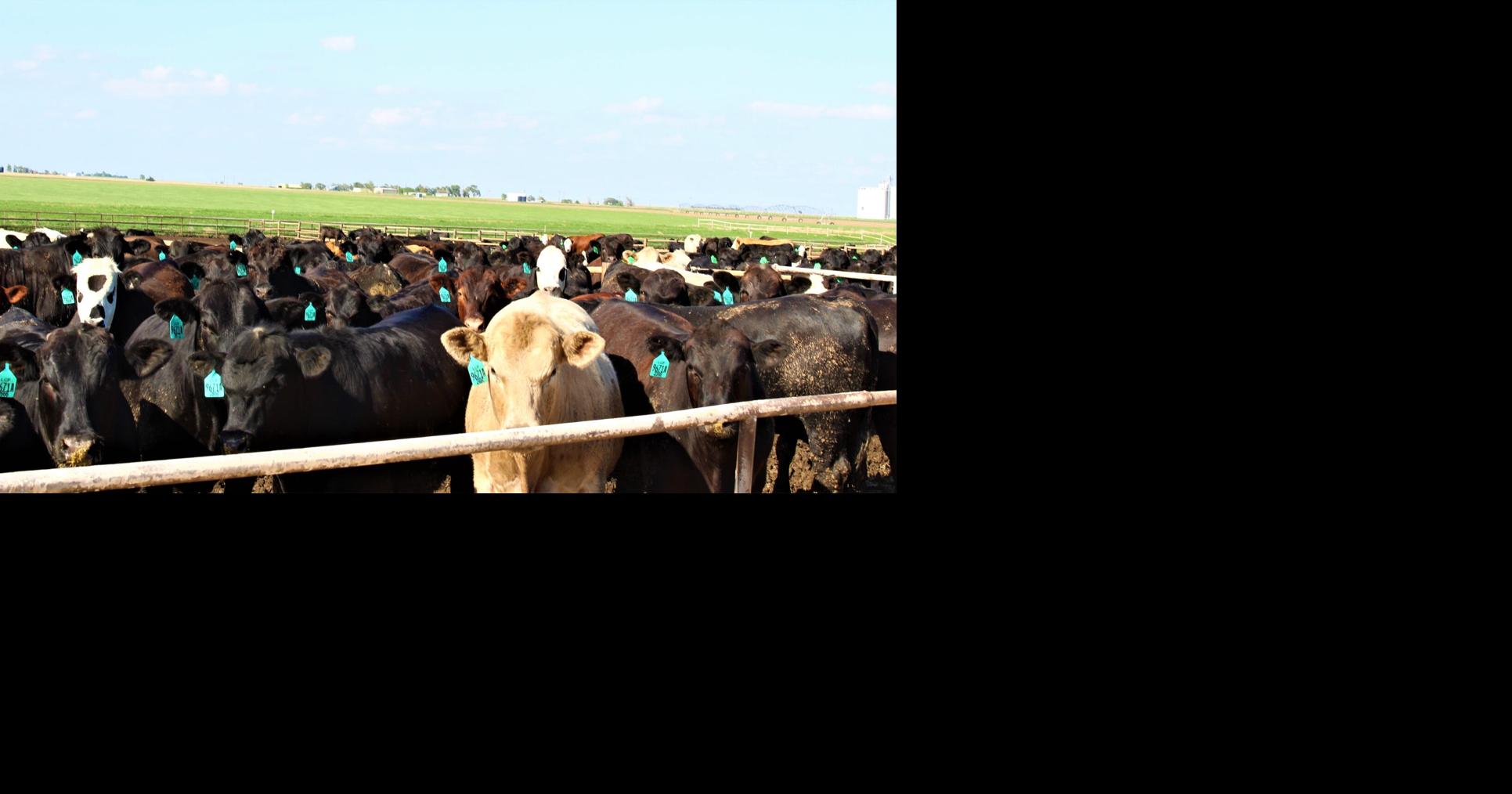 Feeders Surge While Cattle Drifts | Marketing | feedlotmagazine.com