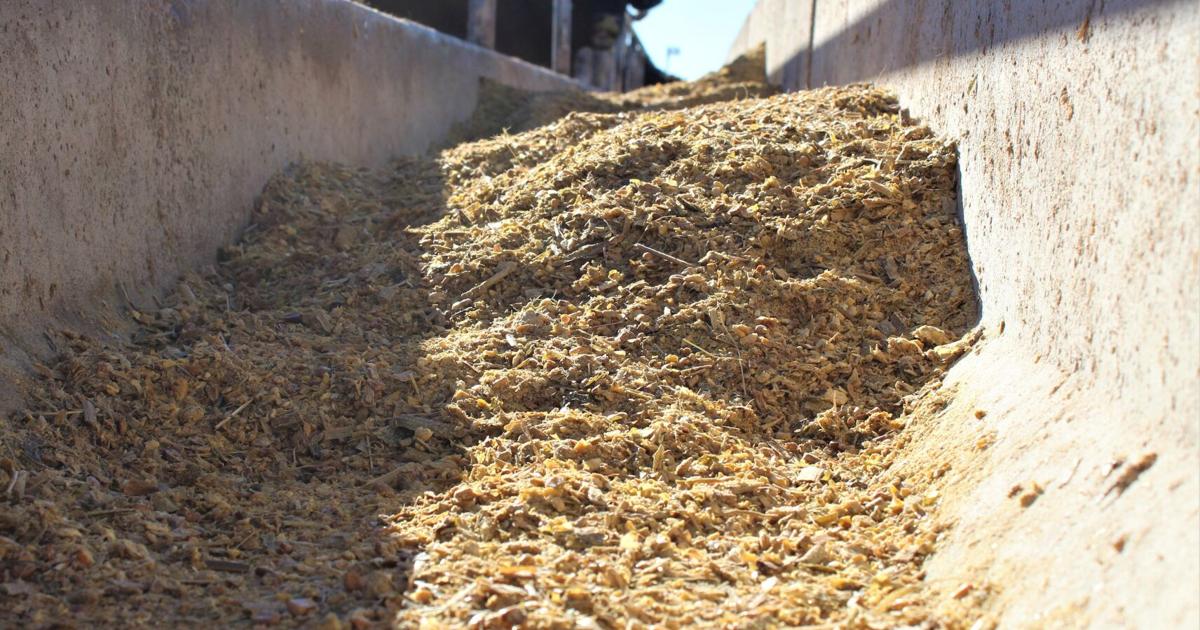 What’s In A Feedlot Diet Feedlot Special