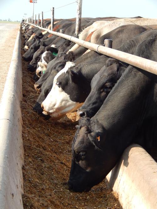 hoxie feedlot bunk AS 1