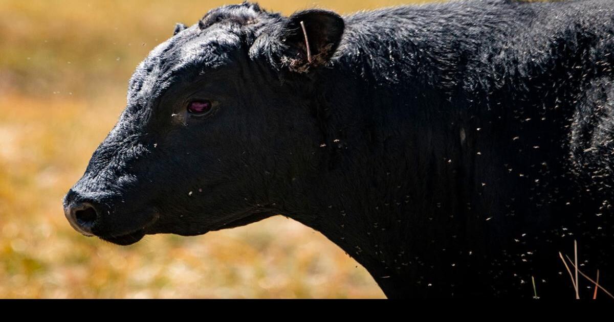 What Does Pinkeye Cost? Cow/Calf Corner