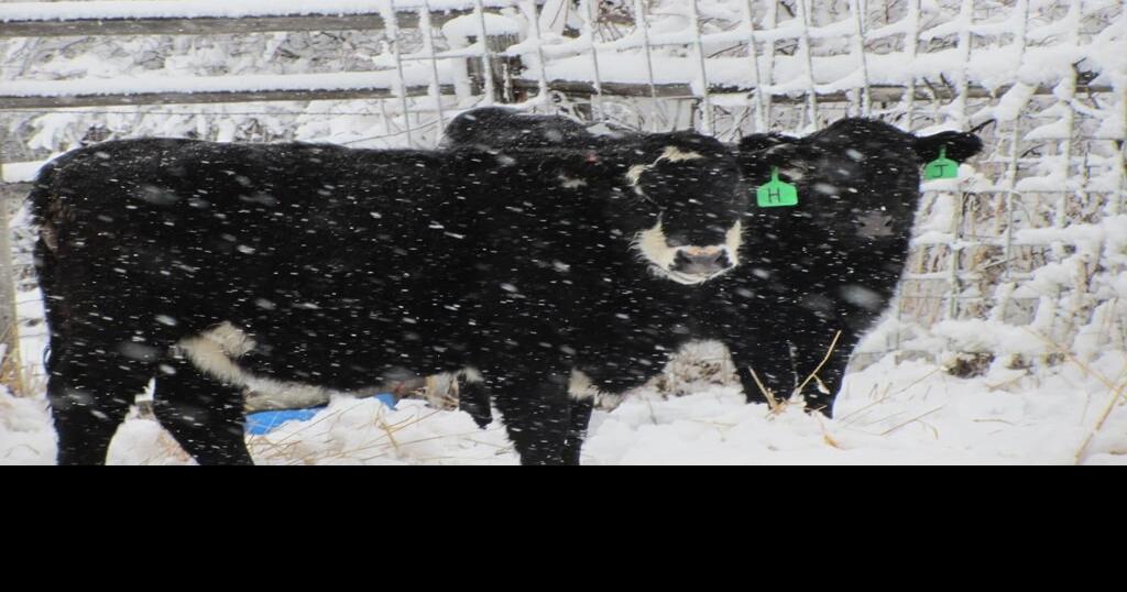 Cold Weather Slaughter Disruptions News