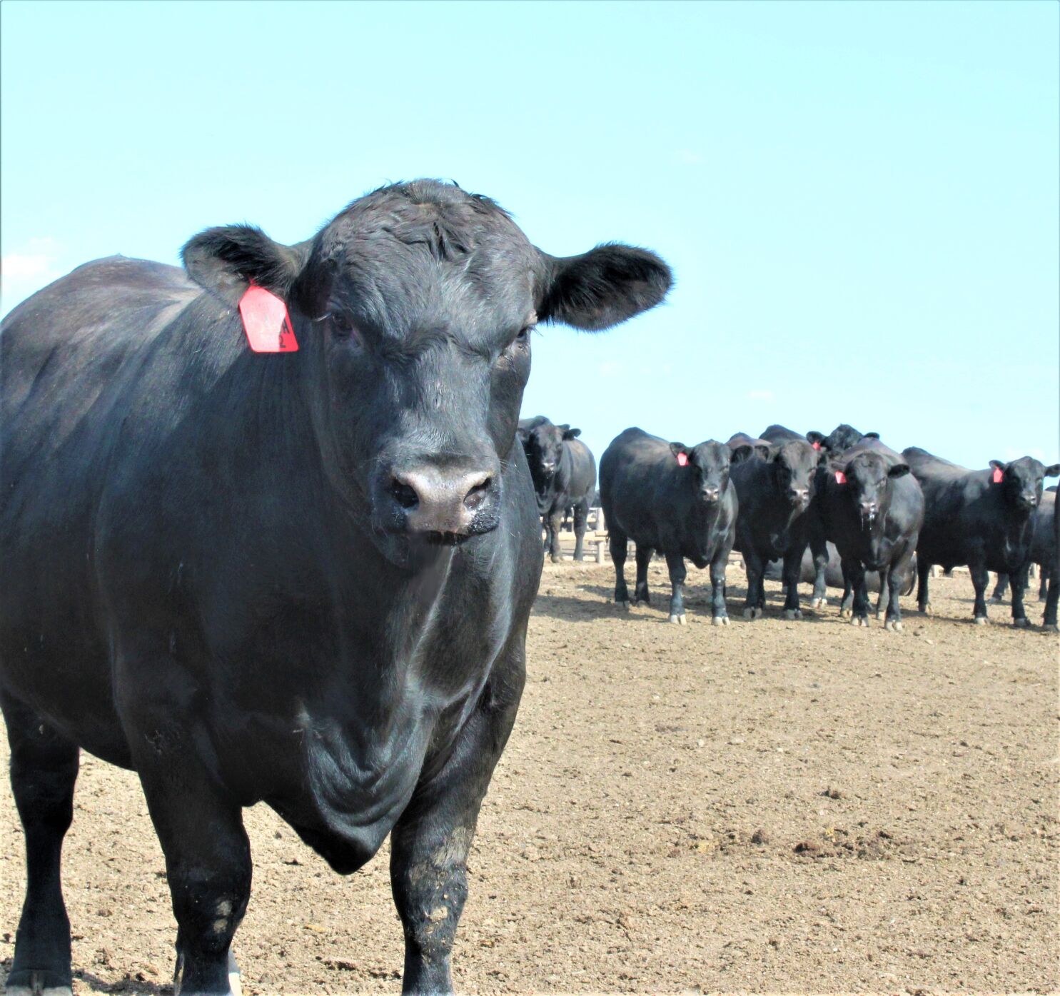 Feedlots Turning The Corner? | Industry News | Feedlotmagazine.com