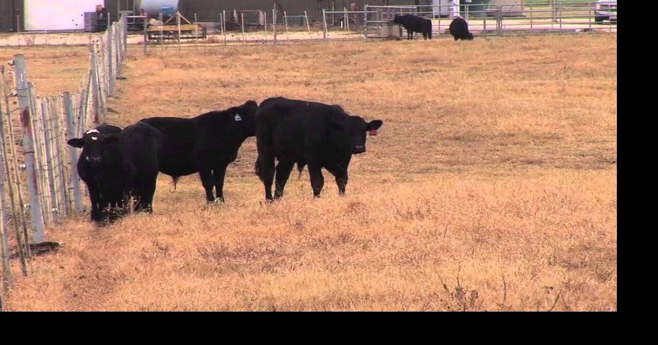 Ron Gill Preconditioning Calf Management Determining if a Calf is