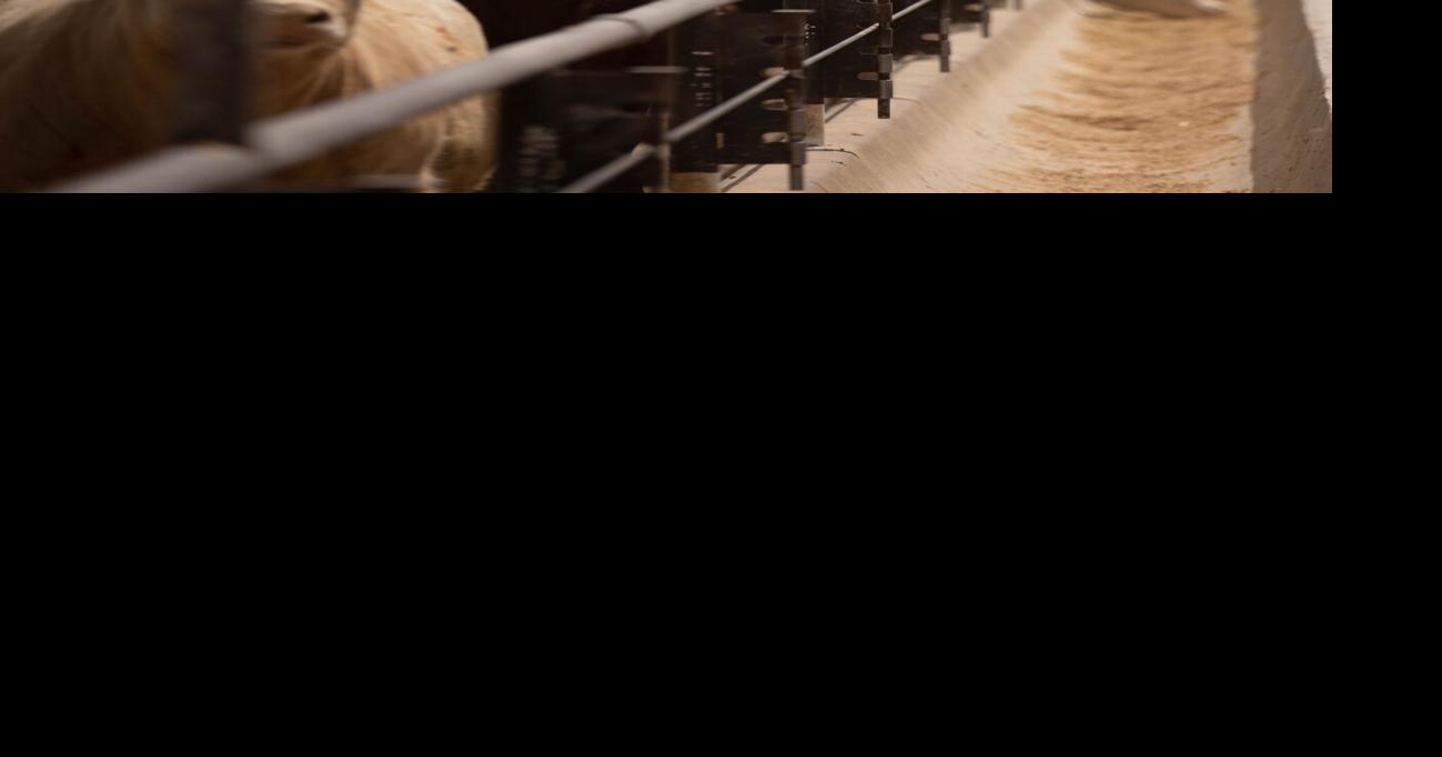Dec. Cattle on Feed Report & Cautionary Note on “Demand Destruction ...
