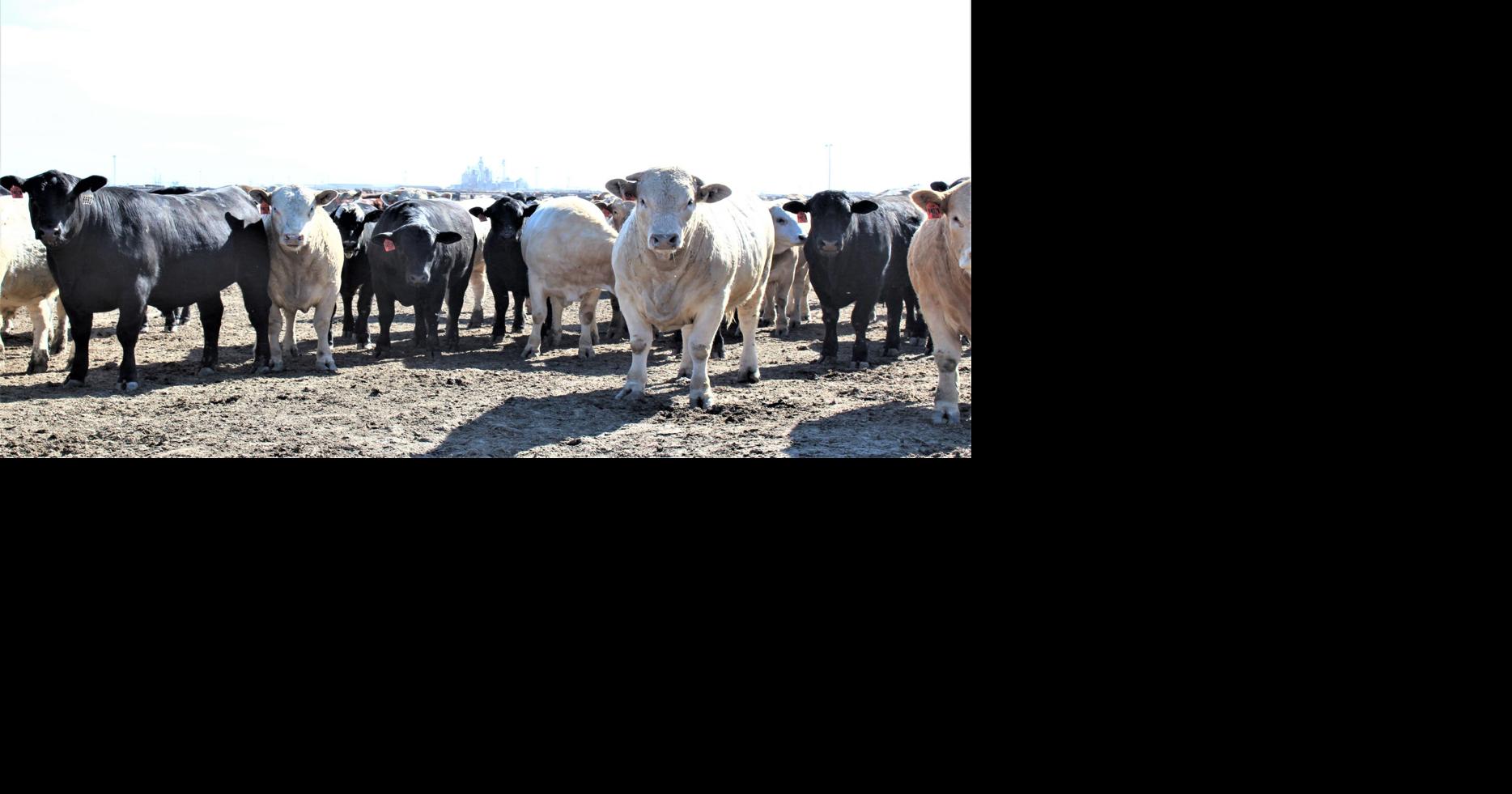 MidYear Cattle Industry News