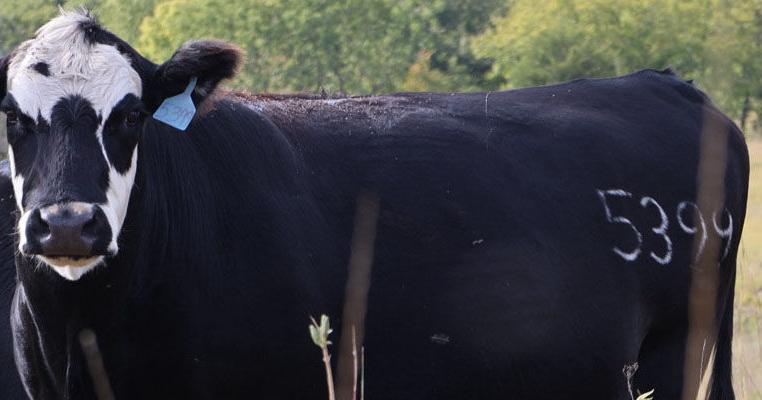 AgriLife Extension Economist: Cattle Prices Haven't Hit the Ceiling Yet