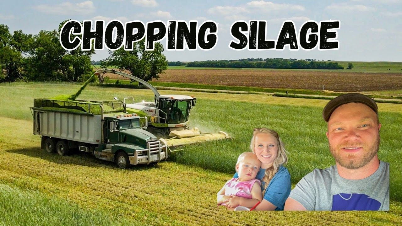 chopping silage