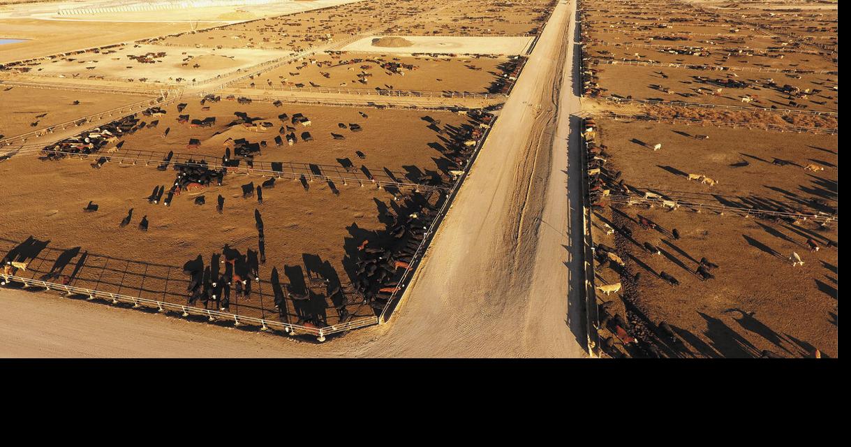 How to Pick a Feedyard A Dozen Tips For Finding The Right Fit For Your ...