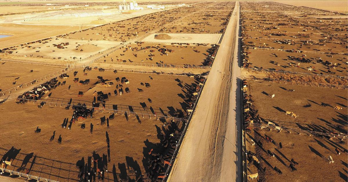 Santa Rosa Feedyard How to Pick a Feedyard A Dozen Tips For Finding The Right Fit For Your ...