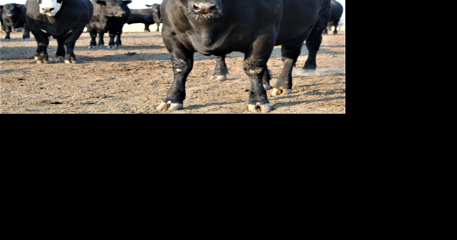 2024-beef-production-unchanged-2025-production-raised-beef-news-feedlotmagazine