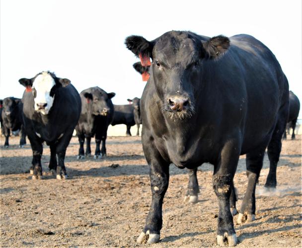 Strong Feeder Cattle Sales Boost Feedlot Numbers Industry News