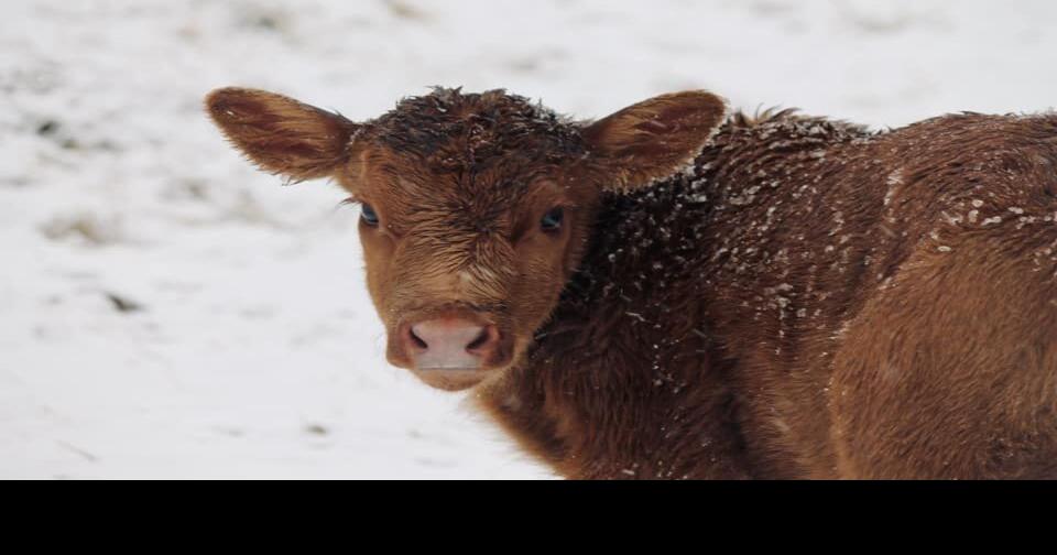 Taking Care of Young Calves in Cold Weather Cow/Calf Corner