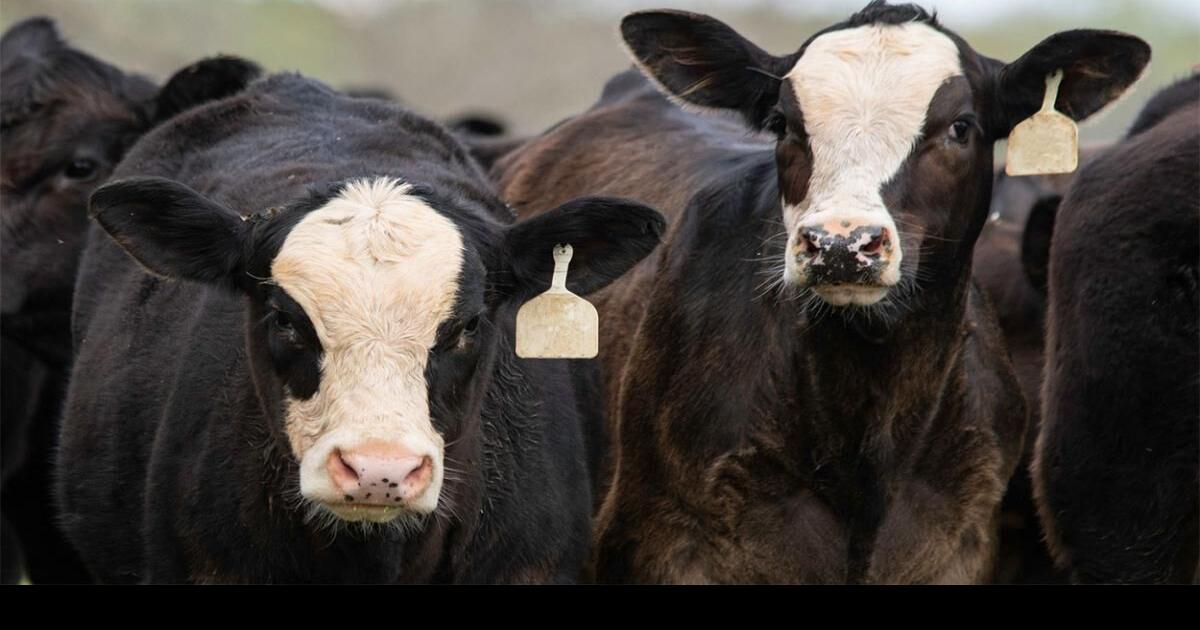 Sell the Feeder Calf, or Create a Yearling? Stocker Special