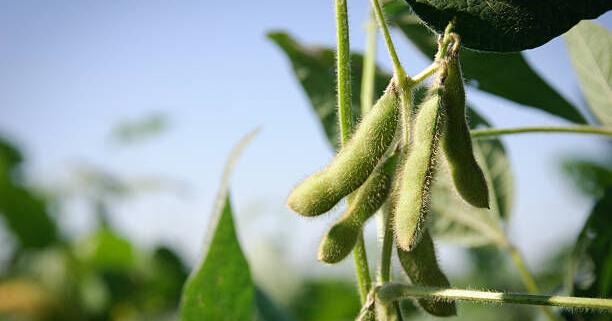 Grain Spreads: Beans to the Gap? — 07/24/26
