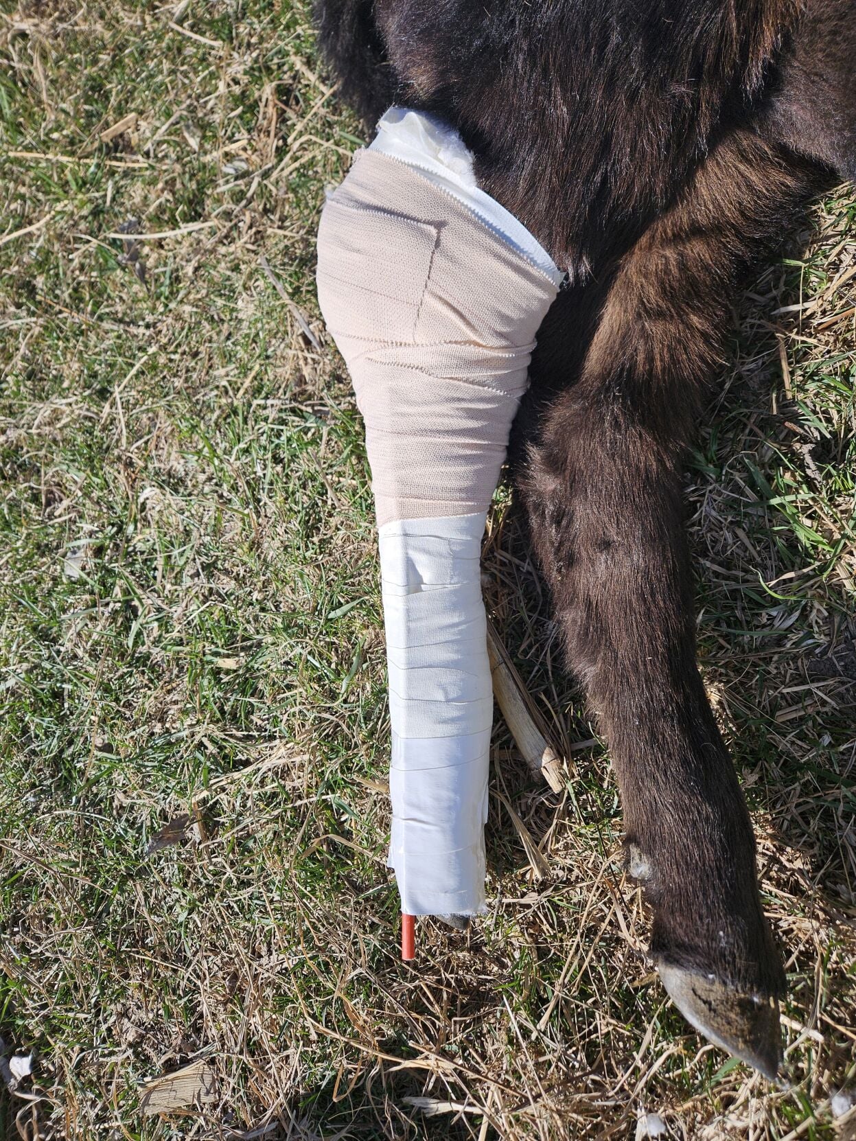 Dealing With Leg Fractures in Calves | Cow/Calf Corner ...