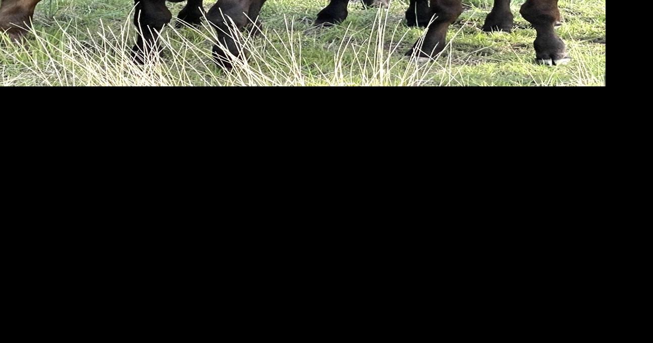 Bovine Coccidiosis-Frequently Asked Questions | Cow/Calf Corner ...