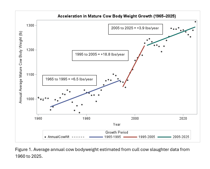How Fast is Mature Cow Size Increasing? | Cow/Calf Corner ...
