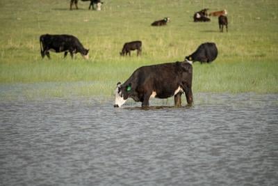 CC Cow in Pond