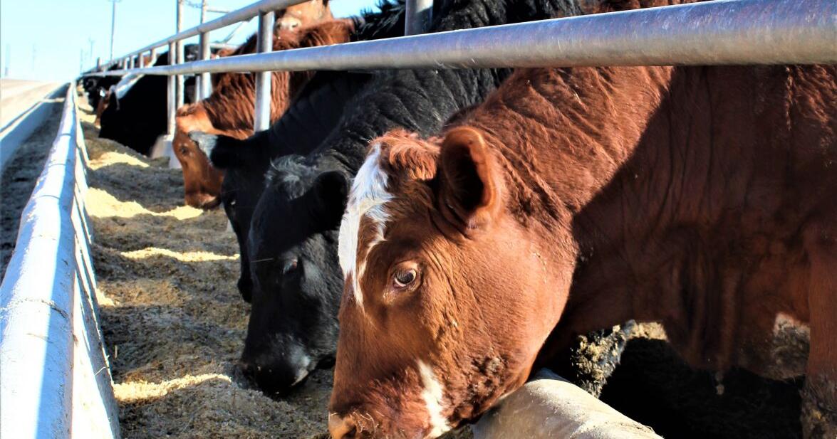 An Update on 2024 U.S. Beef Trade | Industry News | feedlotmagazine.com