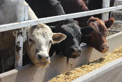 Possible Connection Between Liver Abscess Pathogens﻿ and the Hindgut ...