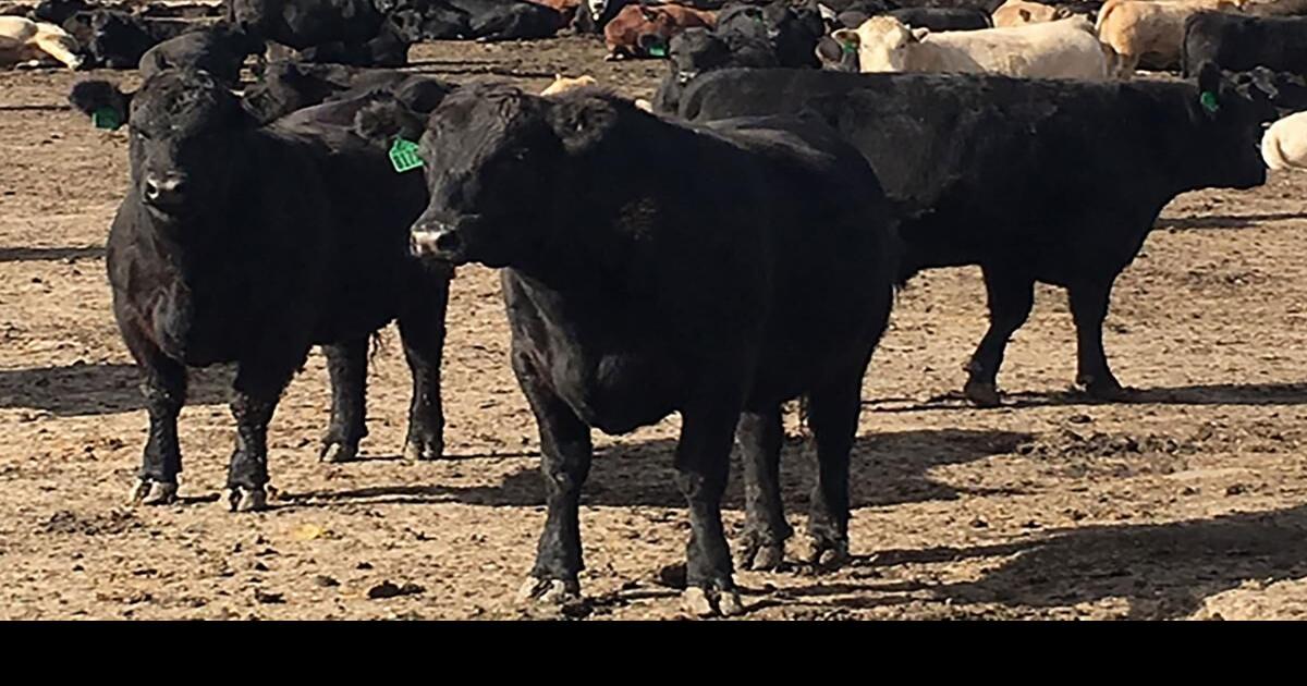 Drylotting CowCalf Pairs Management