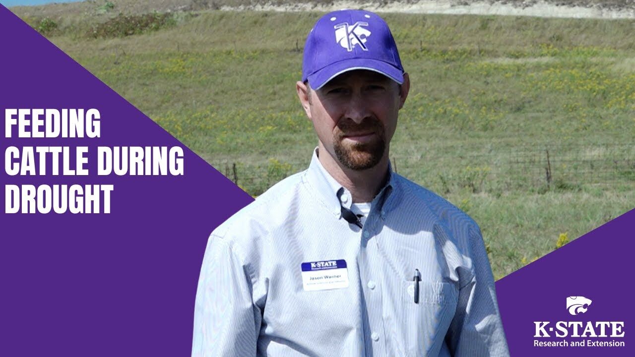 Feeding Cattle During Drought | Multimedia | feedlotmagazine.com