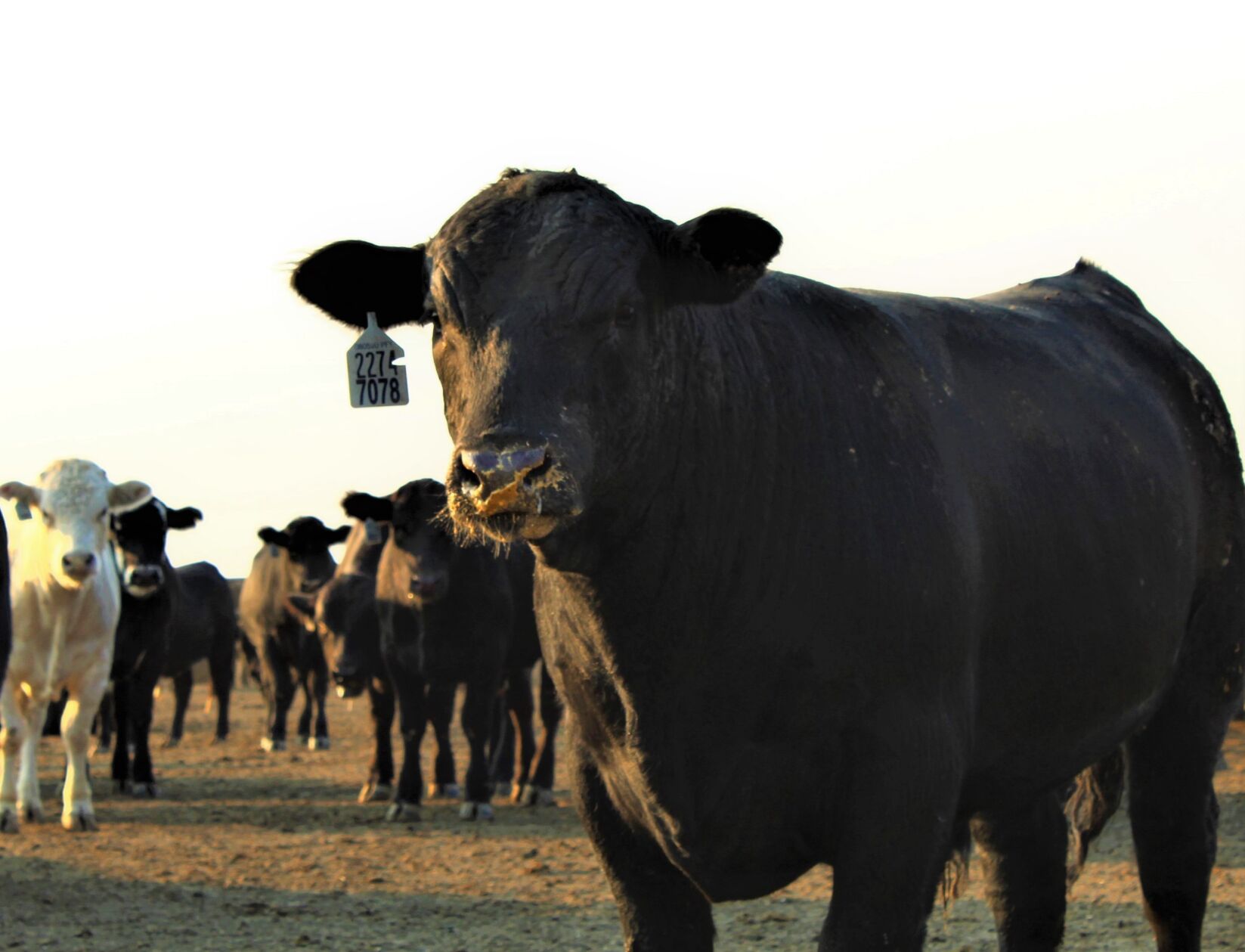 Reduced Packing Capacity and Tariff Roulette Adds to Cattle Market ...
