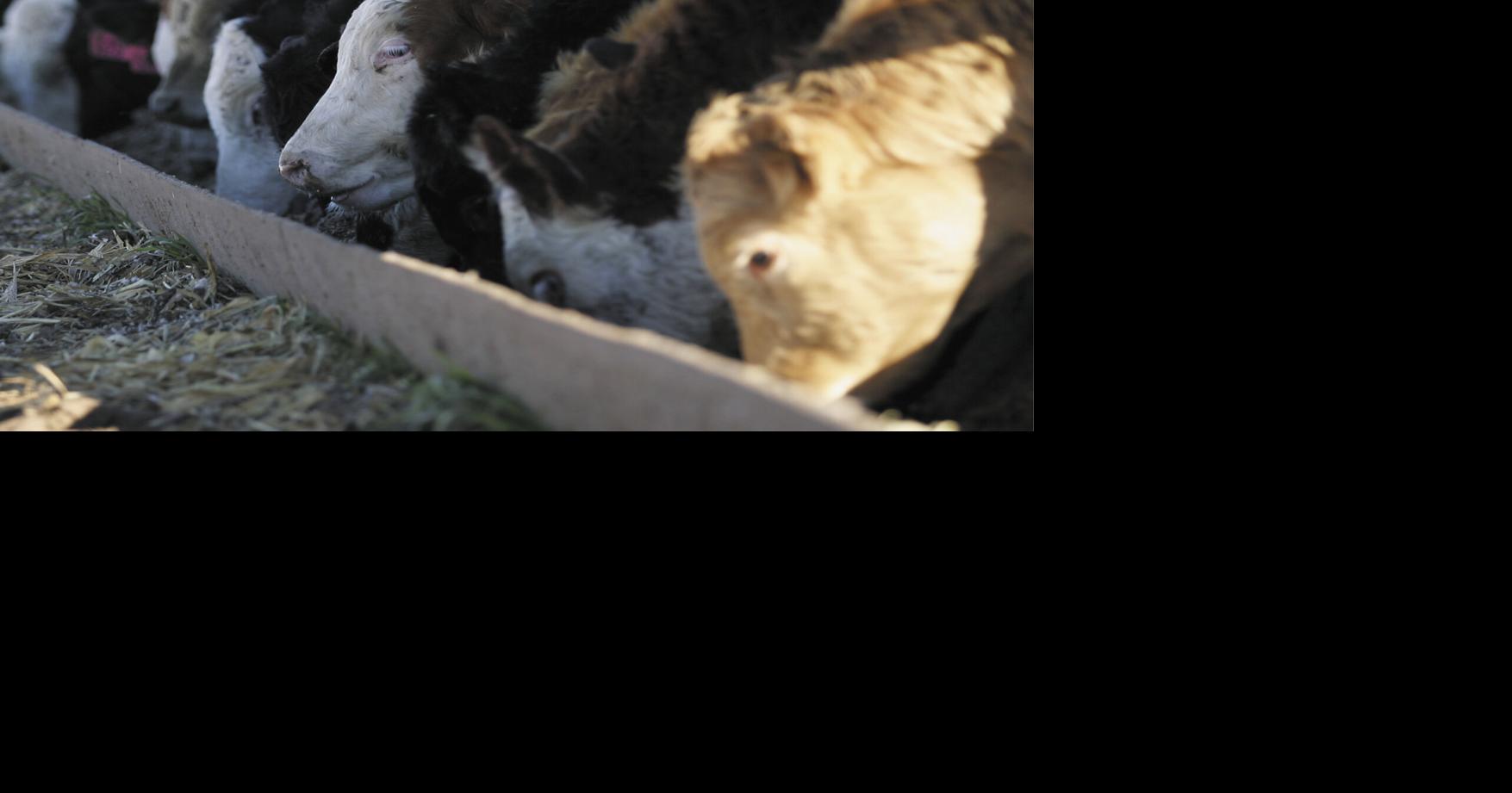 Getting the Right Start Stocker Special