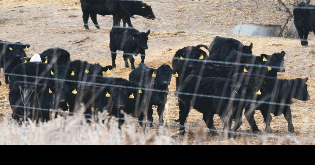 Why Reputation Cattle Matter in the Feedlot Feedlot Special