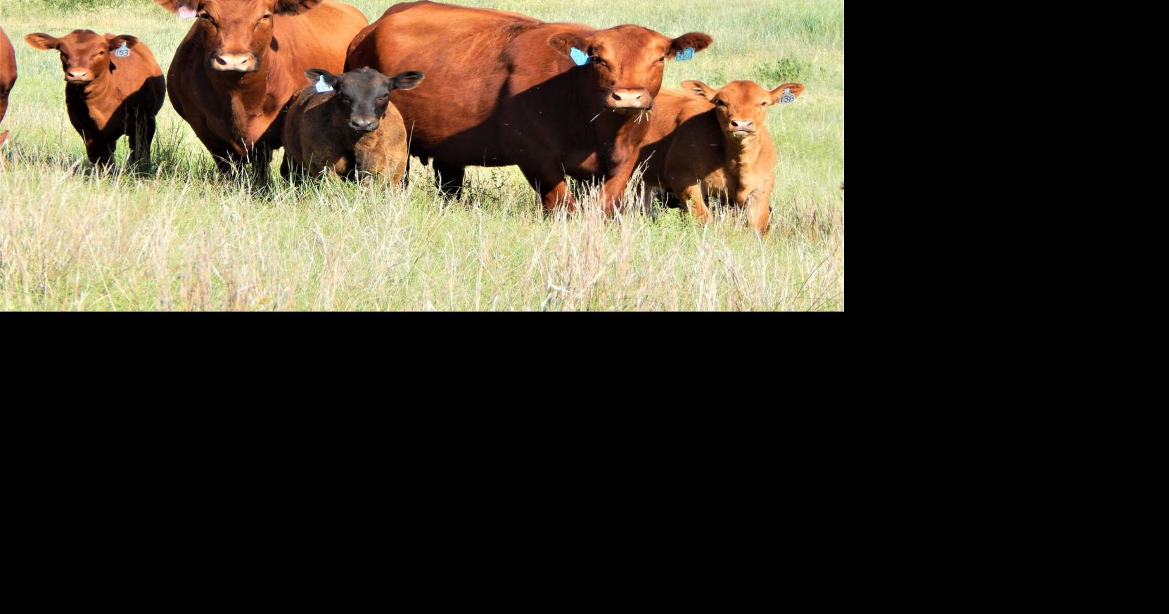 The Cow Herd Numbers Game Industry News