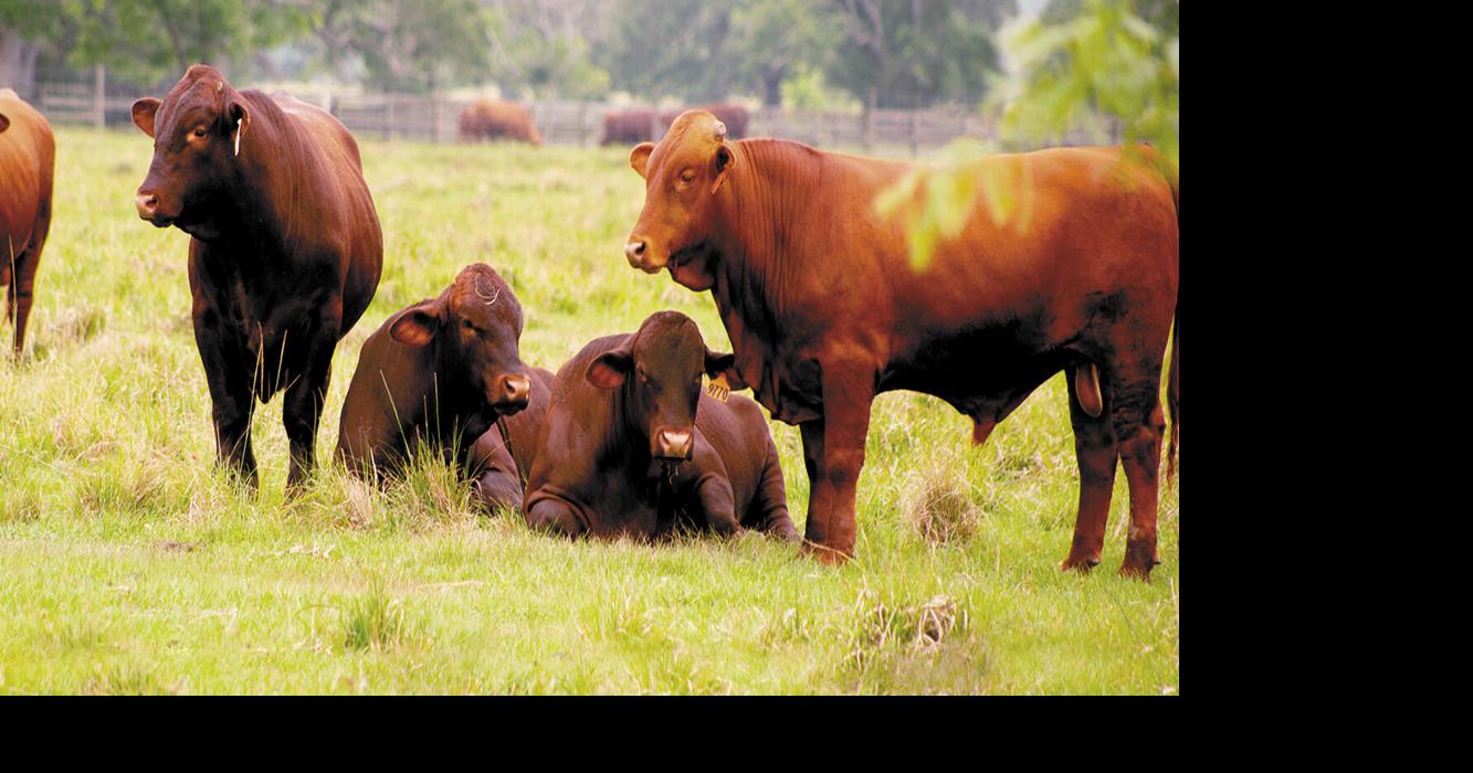 Study: American Influenced Cattle Fair Well in Feedlots | Feedlot ...