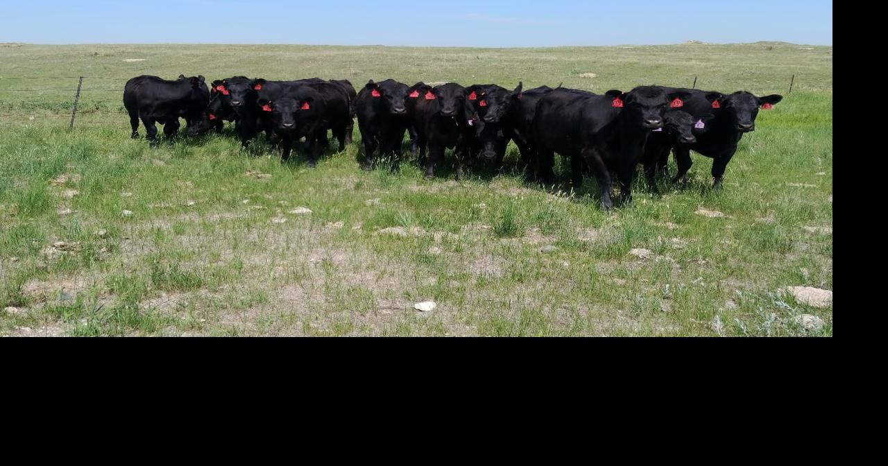 NDSU Extension to Host Livestock Drought Outlook Webinars | Management ...