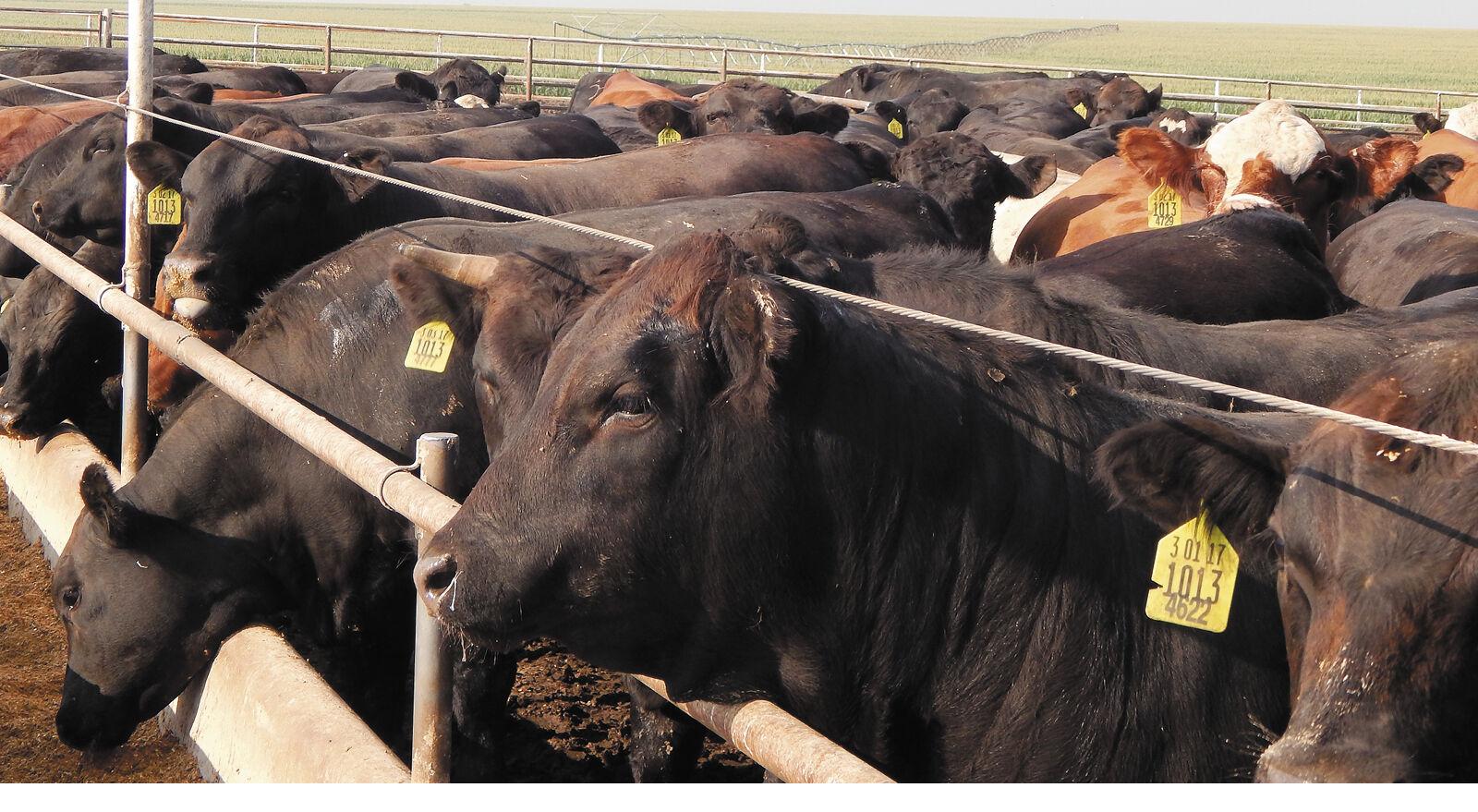 How Feed Efficiency Impacts Sustainability in Feedlots Feedlot Special